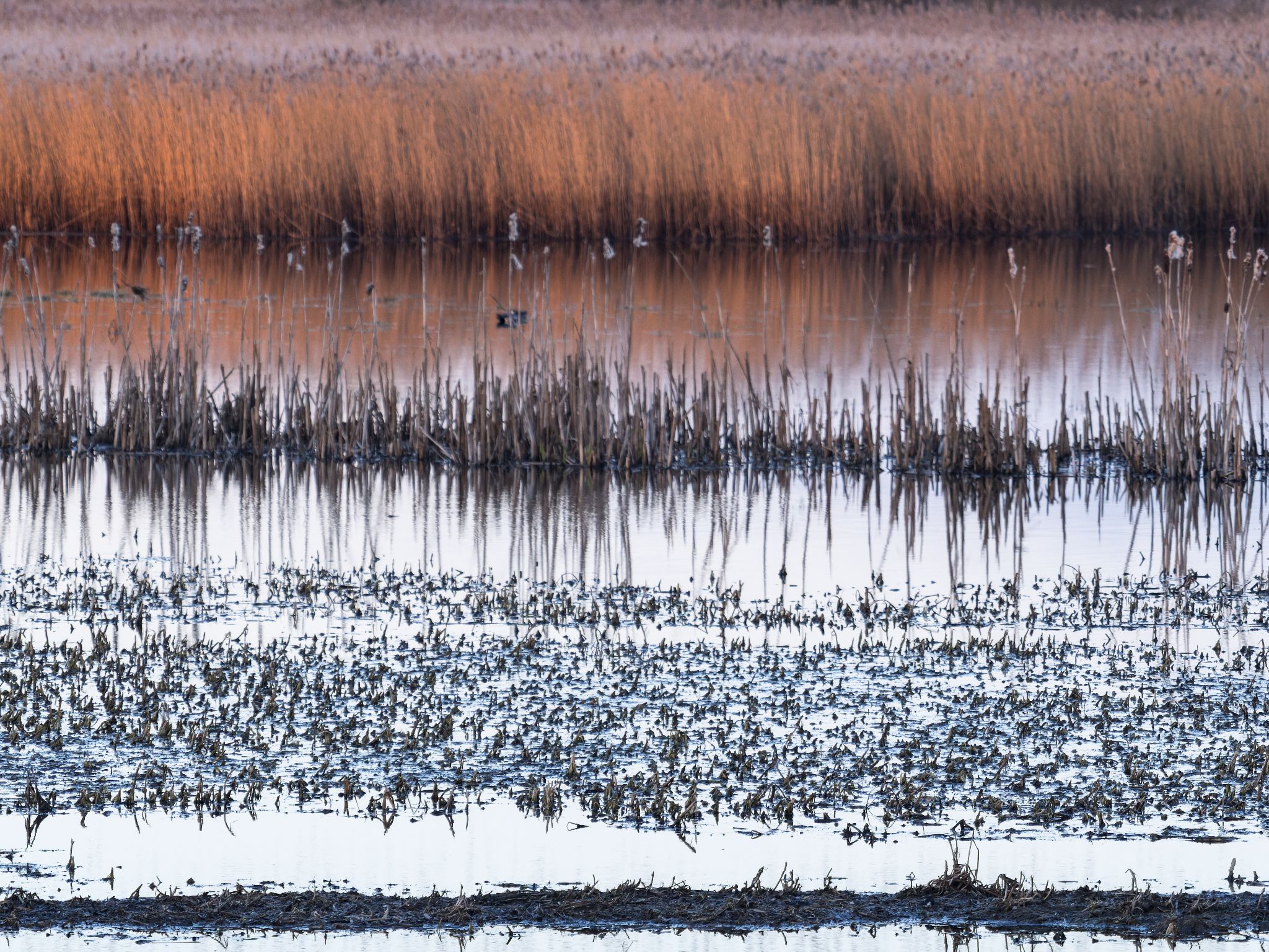 260319 1919 J  2JR0092 DxO DeepPRIME 3